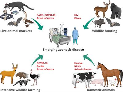 Emerging Zoonotic Diseases: Should We Rethink the Animal–Human Interface?